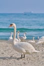 White Swan on the Beach Royalty Free Stock Photo