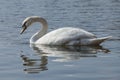 White swan Royalty Free Stock Photo