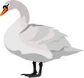 The Swan Bird