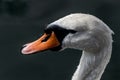 White swan bird head with water drops Royalty Free Stock Photo