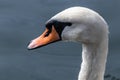 White swan bird head with water drops Royalty Free Stock Photo