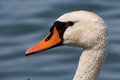 White swan bird on the lake. Swans in the water. Water life and wildlife. Nature photography