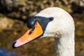 Swan Portrait close up or Cygnus olor, Mute Swan Royalty Free Stock Photo