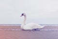 White swan bird sitting on the shore of Baltic Sea. Royalty Free Stock Photo