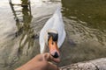swan biting a finger Royalty Free Stock Photo