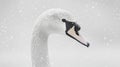 a white swan with a black beak and a snowflake Royalty Free Stock Photo