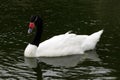 White swan with black neck Royalty Free Stock Photo