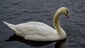 White Swan in a black pond. Palaces and parks