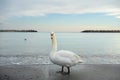 White swan on the Black Sea shore Royalty Free Stock Photo