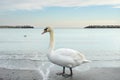 White swan on the Black Sea shore Royalty Free Stock Photo