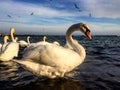 White swan on Black Sea shore Royalty Free Stock Photo