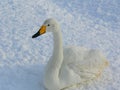 A white swan with black and yellow bill sitting on the snow Royalty Free Stock Photo