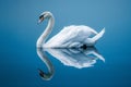 White swan on blue background with reflection, in the minimalist style. Royalty Free Stock Photo