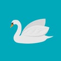 White Swan with blue background Royalty Free Stock Photo