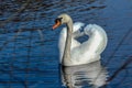 A white swan on a blue lake Royalty Free Stock Photo
