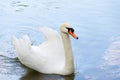 White swan on blue lake water in sunny day, swans on pond. Royalty Free Stock Photo
