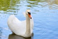 White swan on blue lake water in sunny day, swans on pond. Royalty Free Stock Photo
