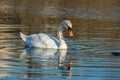 White swan on blue pond Royalty Free Stock Photo