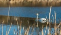 White swan on blue pond Royalty Free Stock Photo