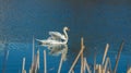 White swan on blue pond Royalty Free Stock Photo