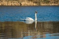 White swan on blue pond Royalty Free Stock Photo