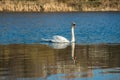 White swan on blue pond