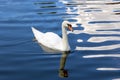 White Swan on a Blue Pond Royalty Free Stock Photo