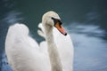White swan in blue water. Royalty Free Stock Photo