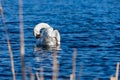 White swan on the blue water of a wild lake cleaning its feathers Royalty Free Stock Photo