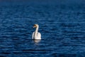 White swan on the blue water of a wild pond Royalty Free Stock Photo