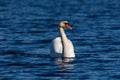 White swan on the calm blue water with ripples Royalty Free Stock Photo