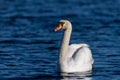 White mute swan on the blue water- close-up Royalty Free Stock Photo