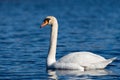 White swan on the blue water of a wild pond - grace and chic Royalty Free Stock Photo