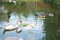 White swan and Branta canadensis ducks swimming in lake, soft selective focus Royalty Free Stock Photo