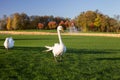 White Swan with a broken wing walks along a golf course in Mezhyhirya National Park, the residence of the former President of Ukra Royalty Free Stock Photo