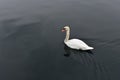 White swan in calm black water