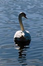 White Swan on Calm Lake