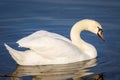 White swan on calm water surface