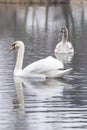 White swan with is child swan behind looking at the camera