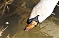 A White Swan in the citypark in milan, is drinking the water in a lake