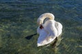 A white swan is cleaning his feathering