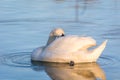 White Swan cleaning itself in pristine lake Royalty Free Stock Photo