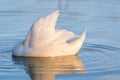 White Swan cleaning itself in pristine lake Royalty Free Stock Photo
