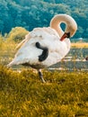 A white swan cleans feathers with its beak, standing on one leg Royalty Free Stock Photo