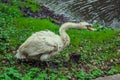 White swan cleans feathers on the shore