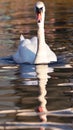 White swan with clear reflection in the water Royalty Free Stock Photo