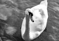 White swan close in black and white Royalty Free Stock Photo