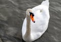 White swan close in black and with and orange bill Royalty Free Stock Photo