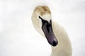 White Swan. Close-up shot of a bird`s head Royalty Free Stock Photo