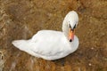 White swan close-up. top view Royalty Free Stock Photo